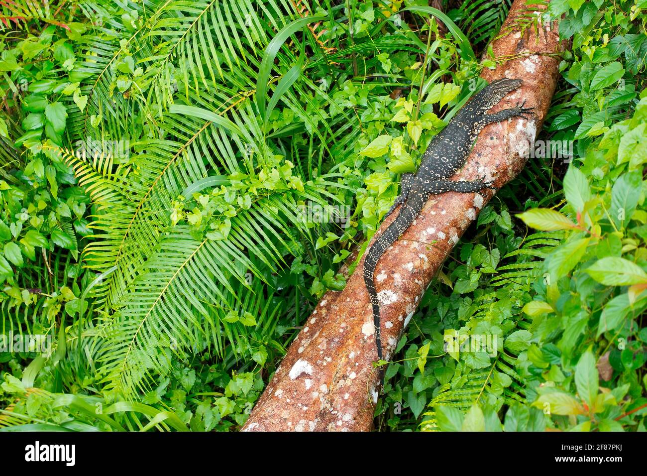 Water Monitor, Varanus-Salvator, Sinharaja National Park Rain Forest, Sinharaja Forest Reserve, World Heritage Site, UNESCO, Biosphärenreservat, Nation Stockfoto