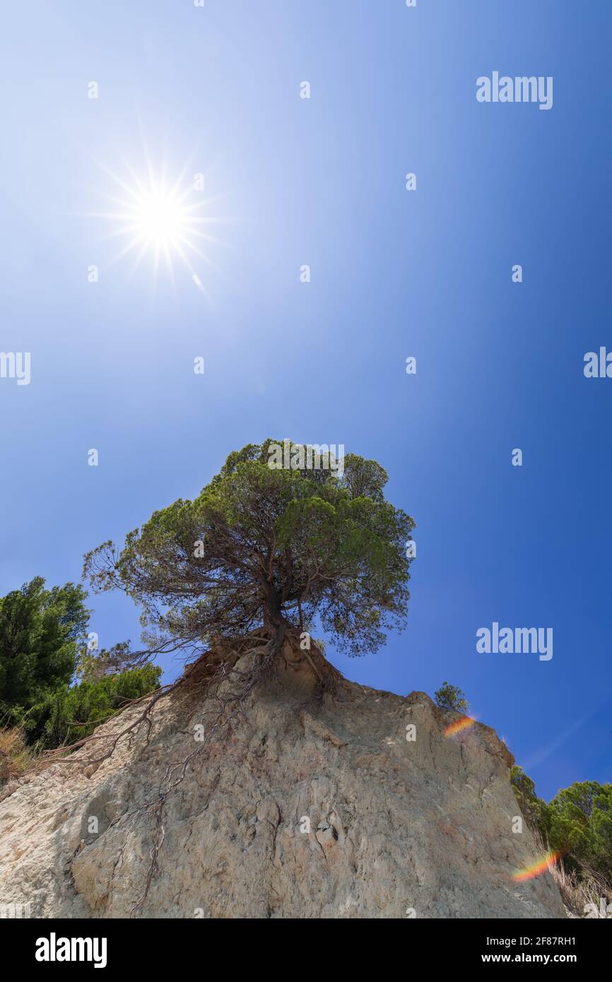 Einsamer Baum auf einer Klippe unter den Strahlen der So Stockfoto