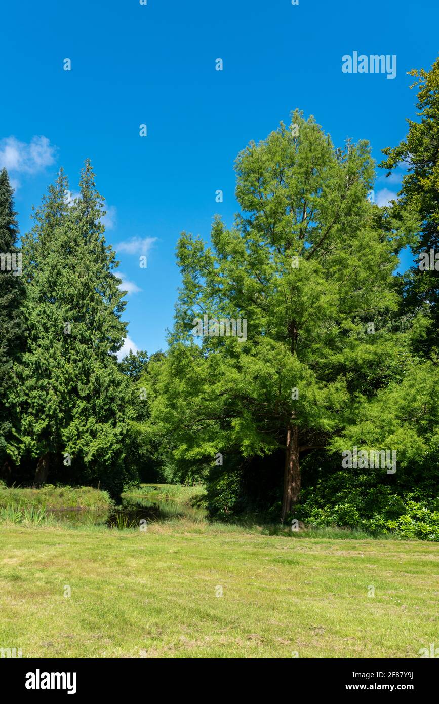 Landschaftsgarten und Schlosspark von Lütetsburg Schloss, Lütetsburg, Niedersachsen, Deutschland, Europa Stockfoto