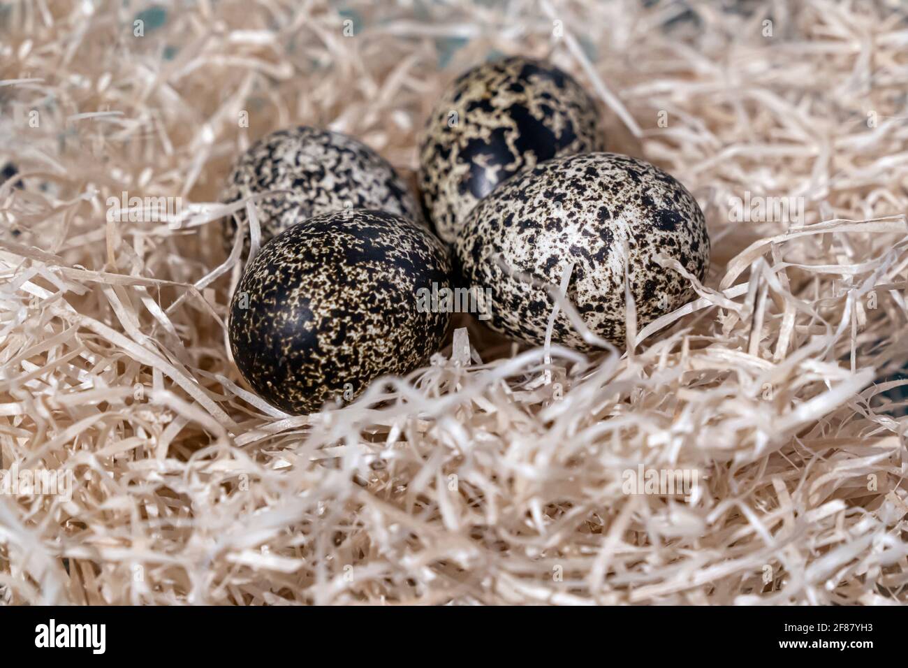 Felsenschneehuhn-Eier in einem Nest, Lagopus muta-Ei. Stockfoto