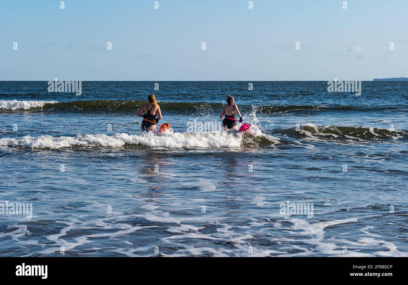 Zwei Schwimmerinnen im Freien oder im Freien in Badeanzügen mit Schwimmern gehen an einem sonnigen Tag ins Meer, Firth of Forth, Schottland, Großbritannien Stockfoto