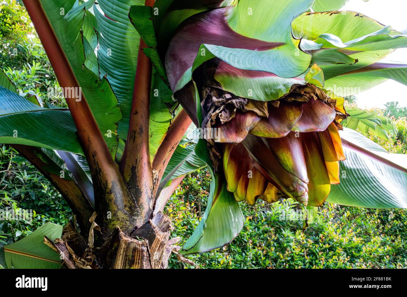 Blume einer südafrikanischen Bananenstaude im botanischen Garten Terra Nostra, Sao Miguel Island, Azoren. Stockfoto