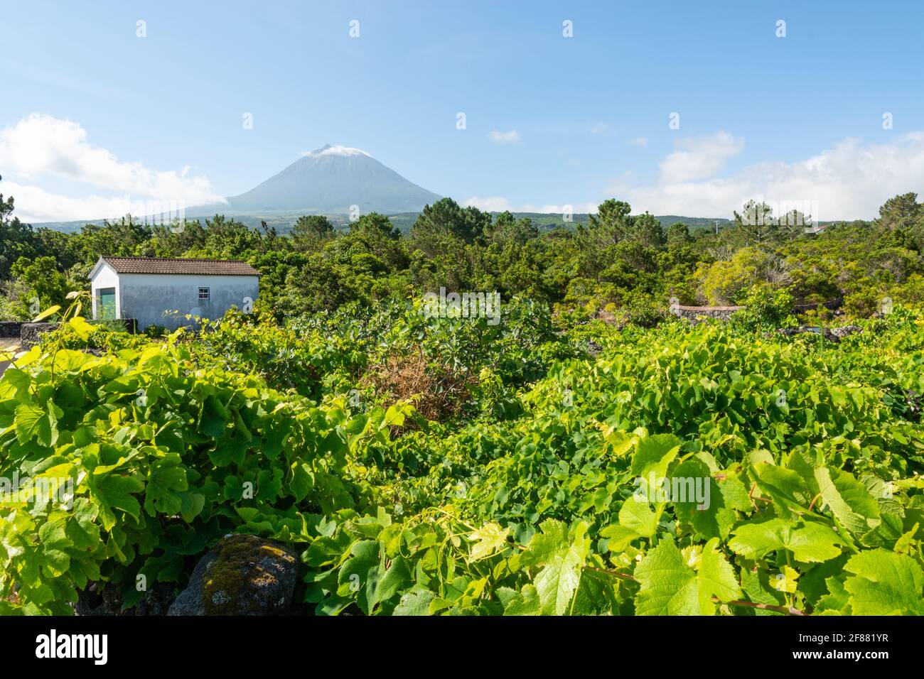 Weinberge mit Blick auf den Berg Pico auf der Insel Pico, Azoren. Die Azoren sind für ihre vulkanischen (meist weißen) Weine bekannt. Stockfoto