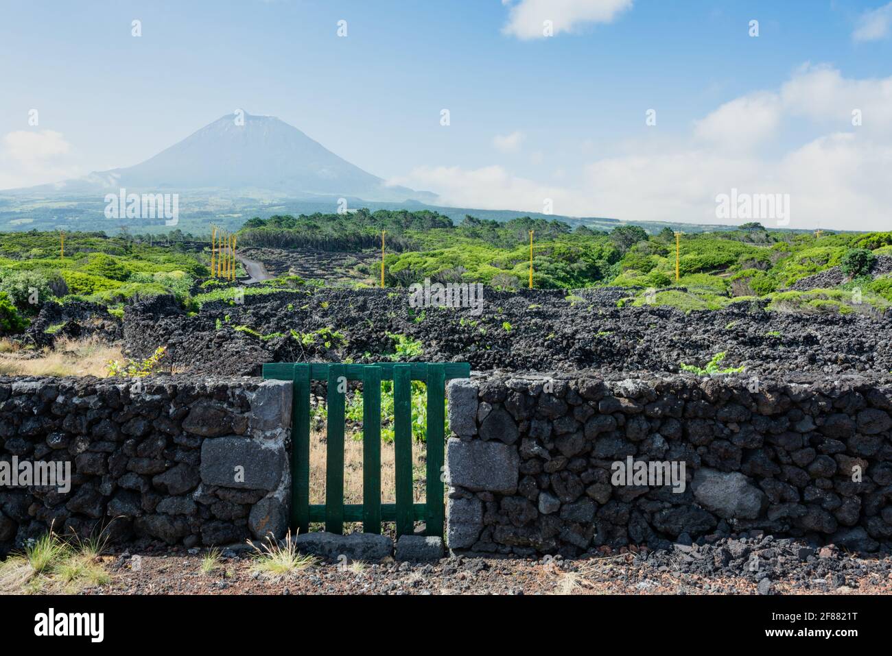 Weinberge mit Blick auf den Berg Pico auf der Insel Pico, Azoren. Die Azoren sind für ihre vulkanischen (meist weißen) Weine bekannt. Stockfoto