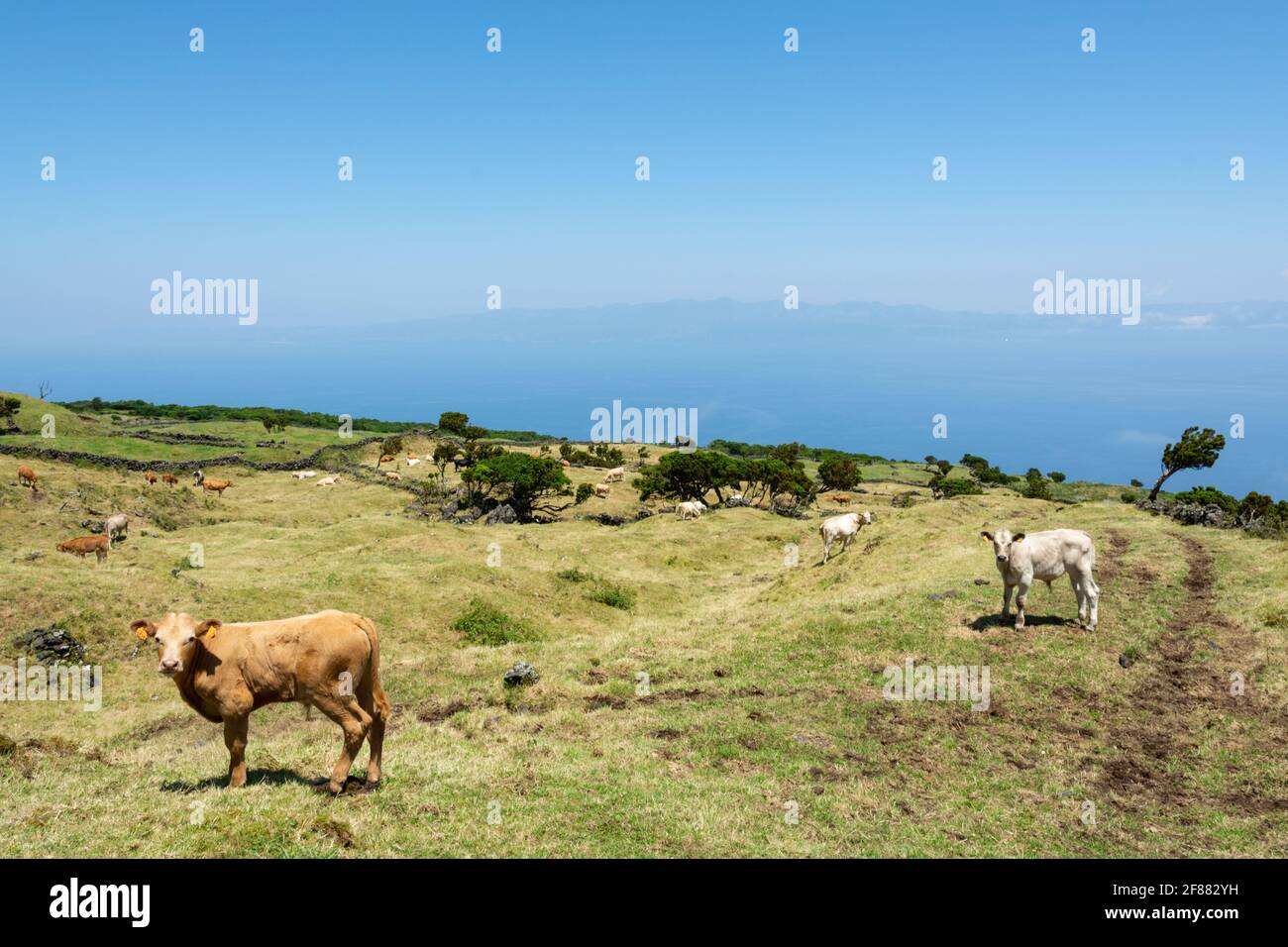 Kühe grasen auf der Insel Pico, Azoren Stockfoto