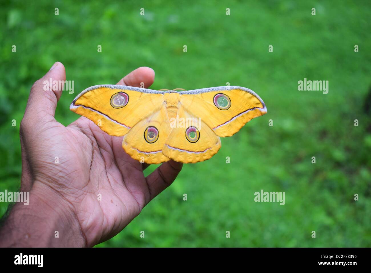 Gelber, mit einem Pinsel fußender Schmetterling, der im grünen Gras auf der Hand sitzt Hintergrund Stockfoto