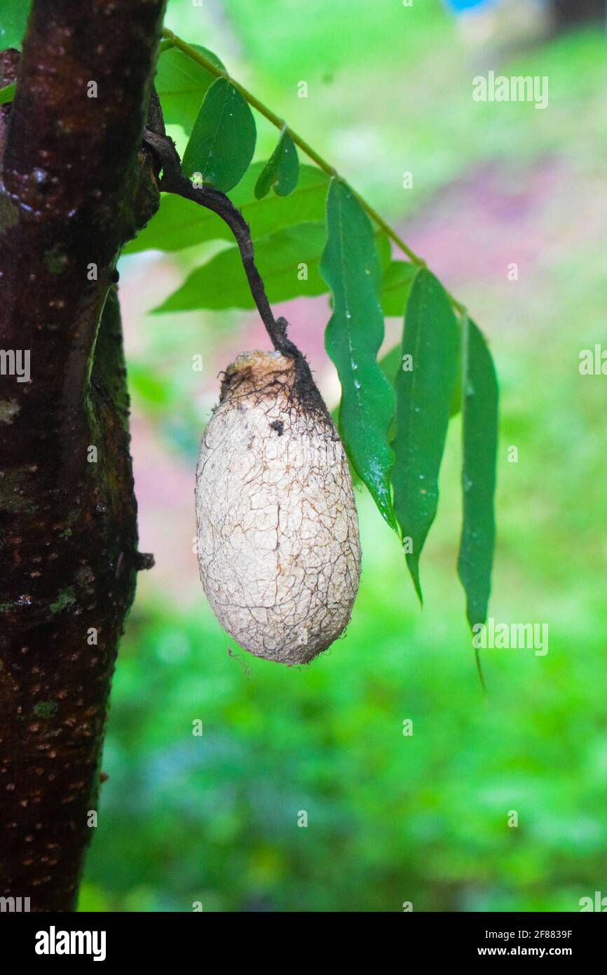 Puppe eines Pinselfußschmetterlings auf einem Ast Stockfoto