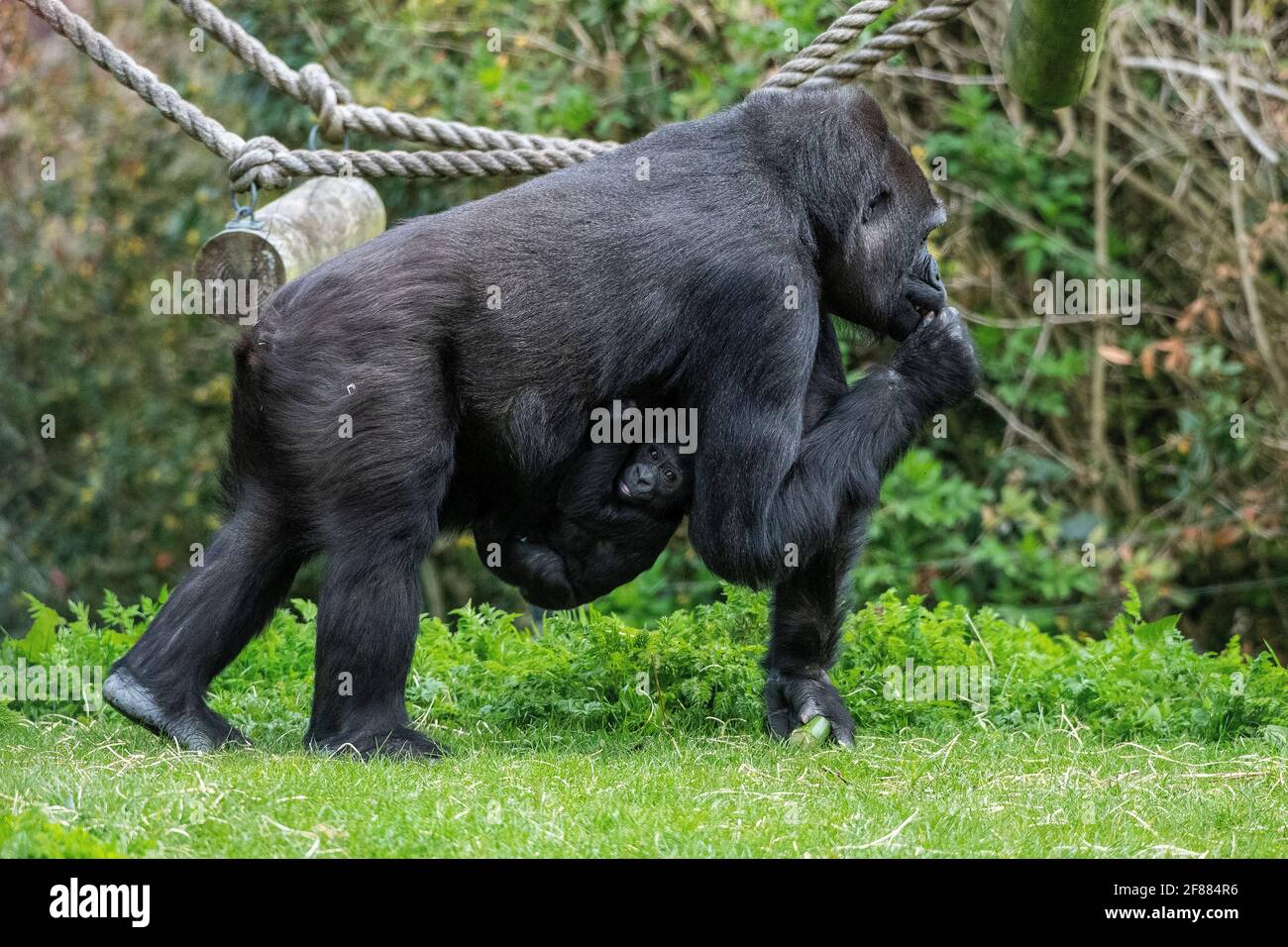 Ein vier Monate alter westlicher Tiefland-Gorilla klammert sich am ersten Tag an seine Mutter, nachdem der dritte britische Coronavirus gesperrt wurde. Stockfoto