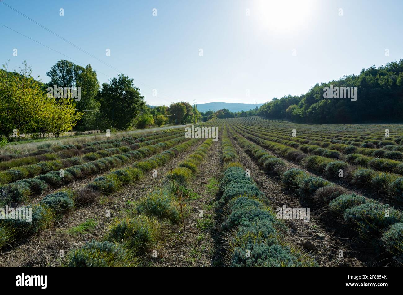 Schneiden Sie Lavendelfeld in der Nähe von Alan, Frankreich Stockfoto