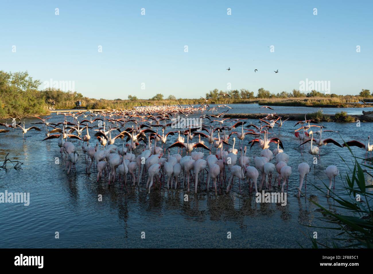 Fütterung der Flamingos im Ornitologischen Park von Pont de Gau, Frankreich Stockfoto