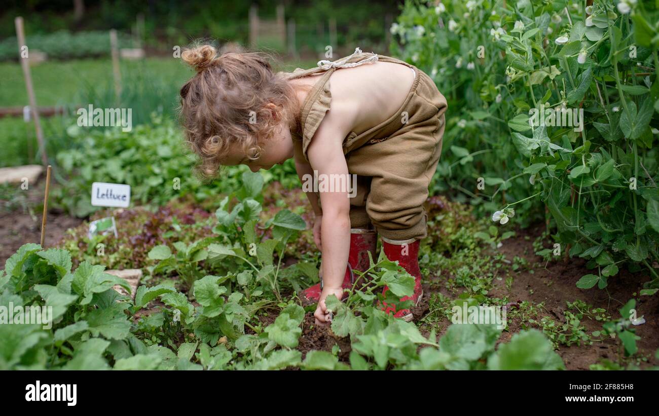 Portrait von kleinen Mädchen arbeiten im Gemüsegarten, nachhaltige Lebensweise. Stockfoto
