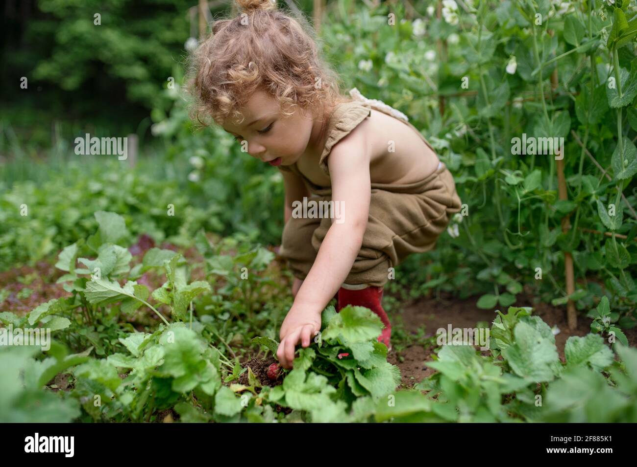 Portrait von kleinen Mädchen arbeiten im Gemüsegarten, nachhaltige Lebensweise. Stockfoto