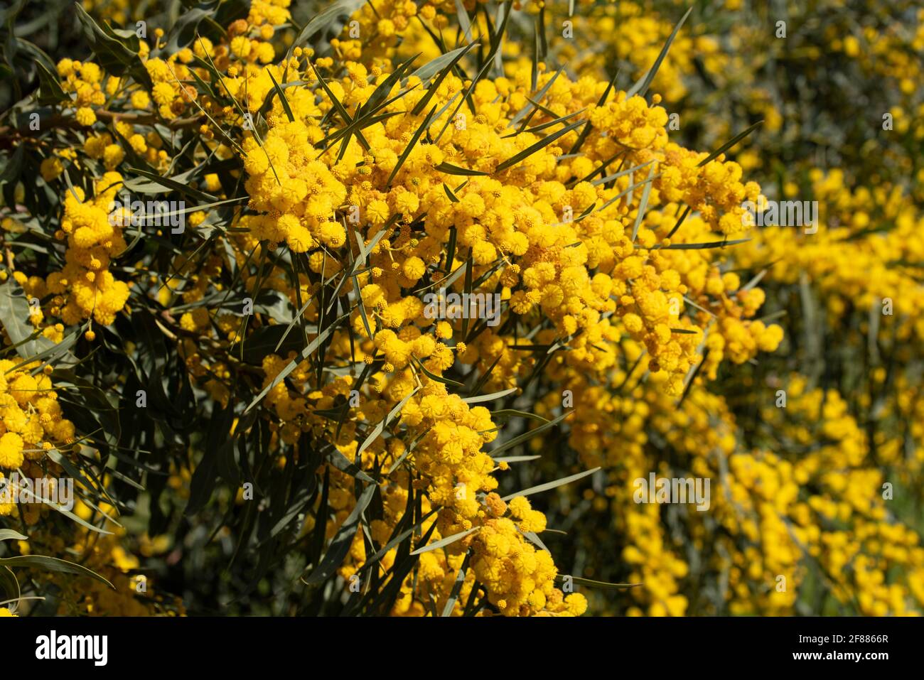 Eine gelb blühende Silberakazie (Acacia dealbata), oder falsche Mimose, mit ihren Blüten im Frühling in Sizilien Stockfoto