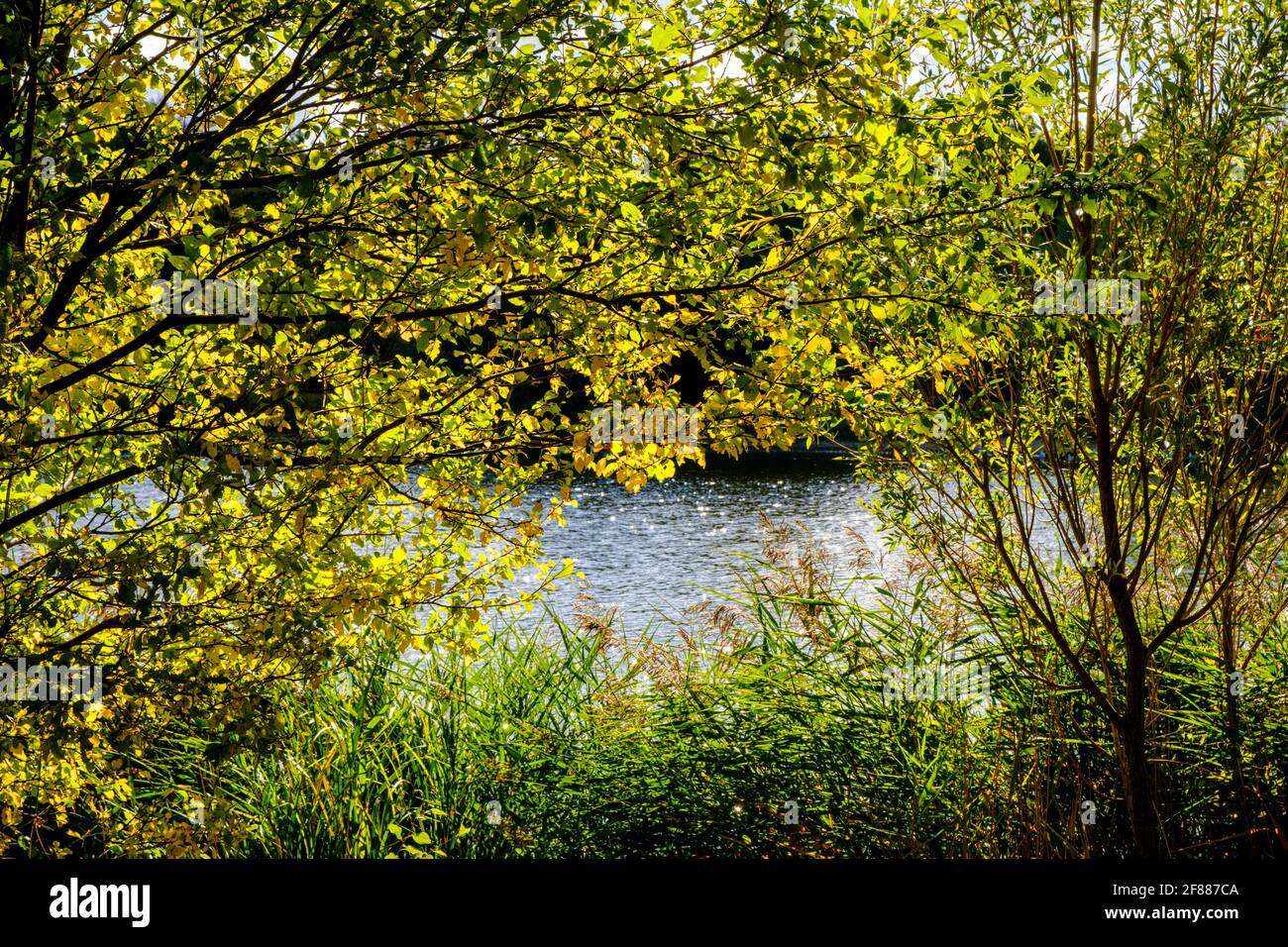 Herbstsonne, die durch Bäume am Wasser scheint, Rushcliffe Country Park, Ruddington, Nottinghamshire, England, VEREINIGTES KÖNIGREICH Stockfoto