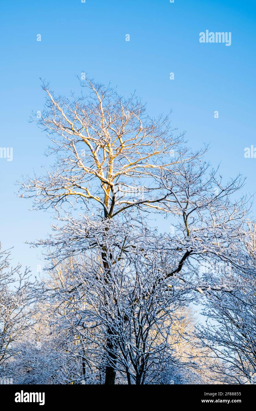 Schnee auf Bäumen im Winter, Nottinghamshire, Großbritannien Stockfoto