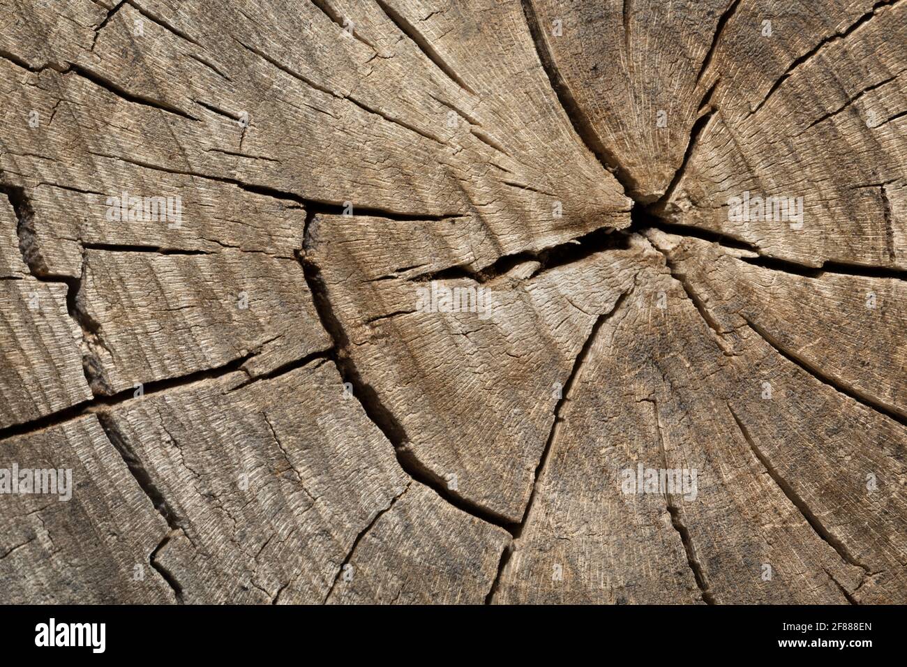 Holzstruktur von geknacktem Baumstumpf Stockfoto