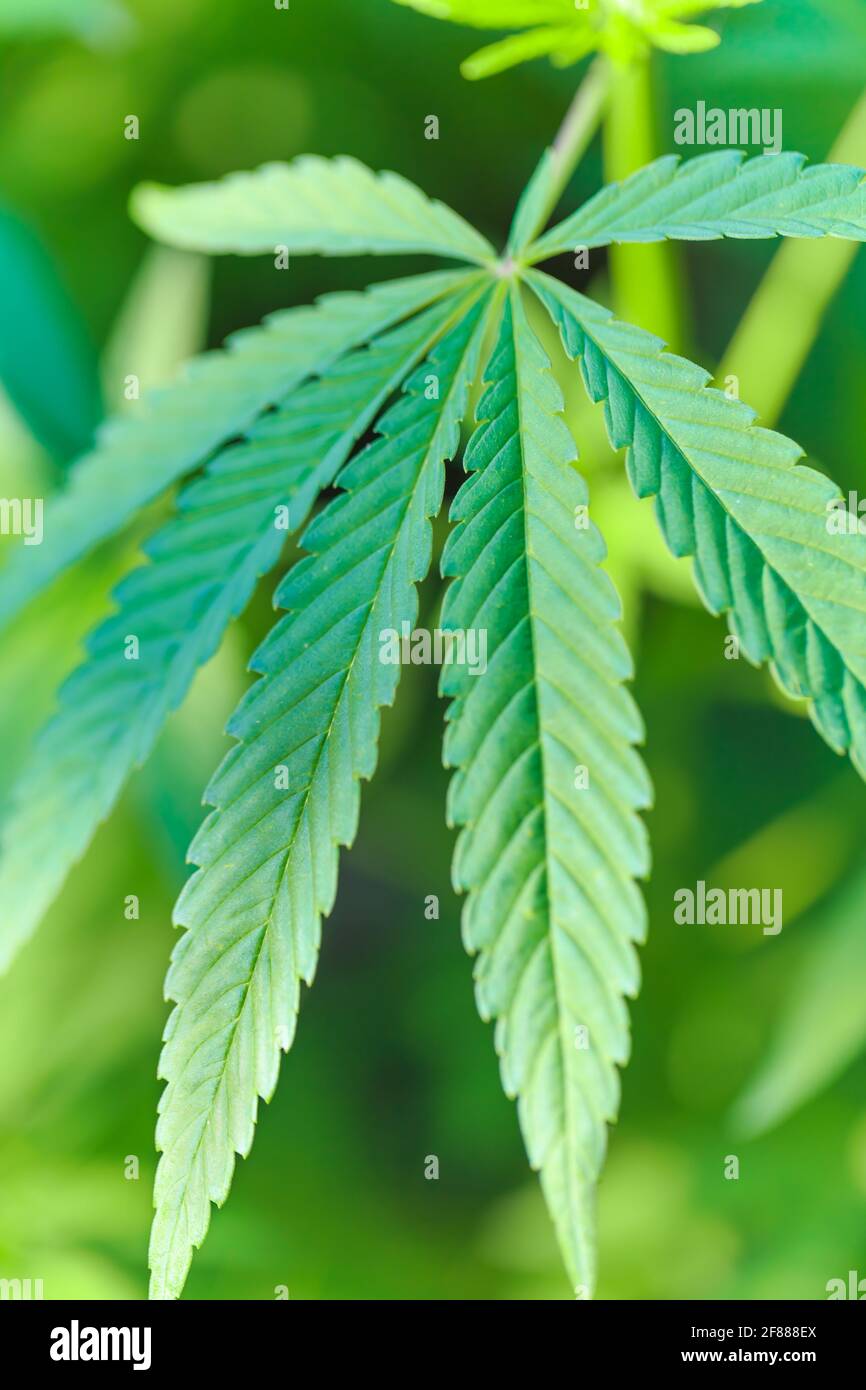Frisches grünes Blatt Marihuanahanf. Betäubungsmittel und Medizinpflanze Stockfoto