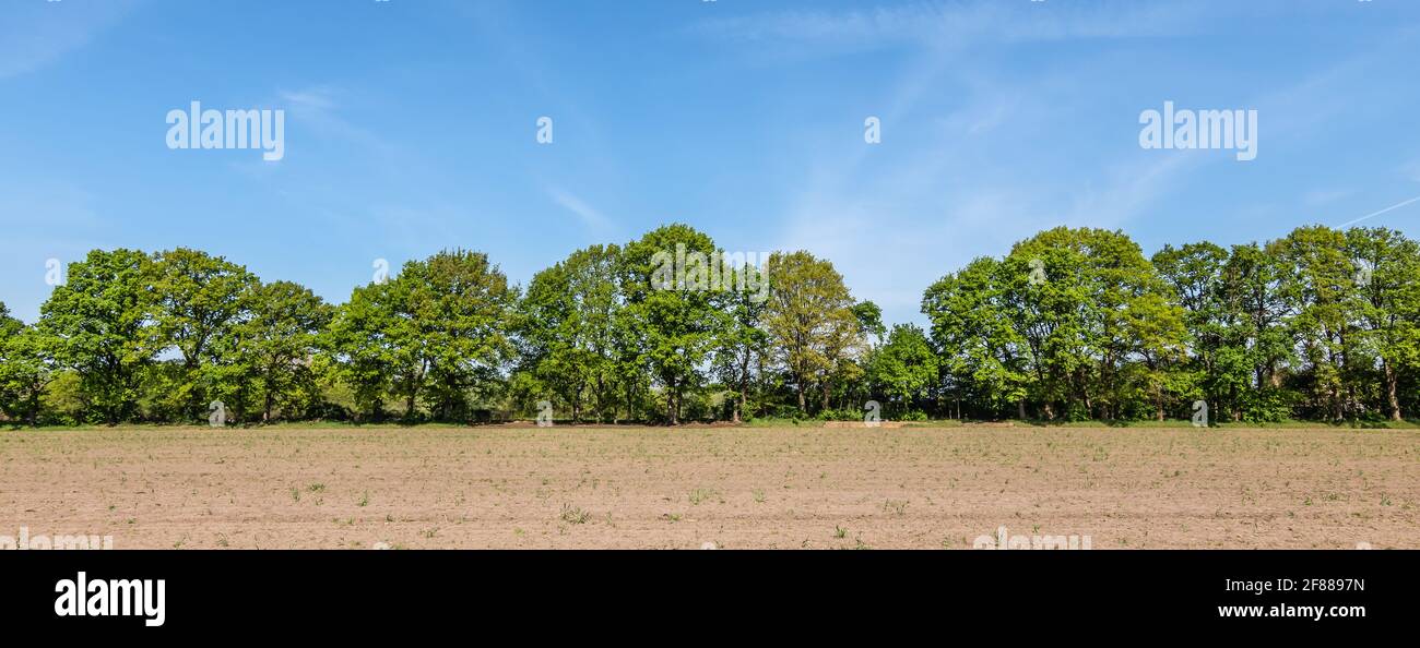 Bäume auf dem landwirtschaftlichen Feld. Stockfoto