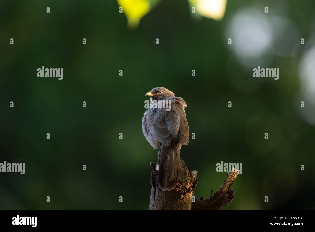 Jungle Schwätzer sitzt auf einem Ast mit grünem Hintergrund Stockfoto