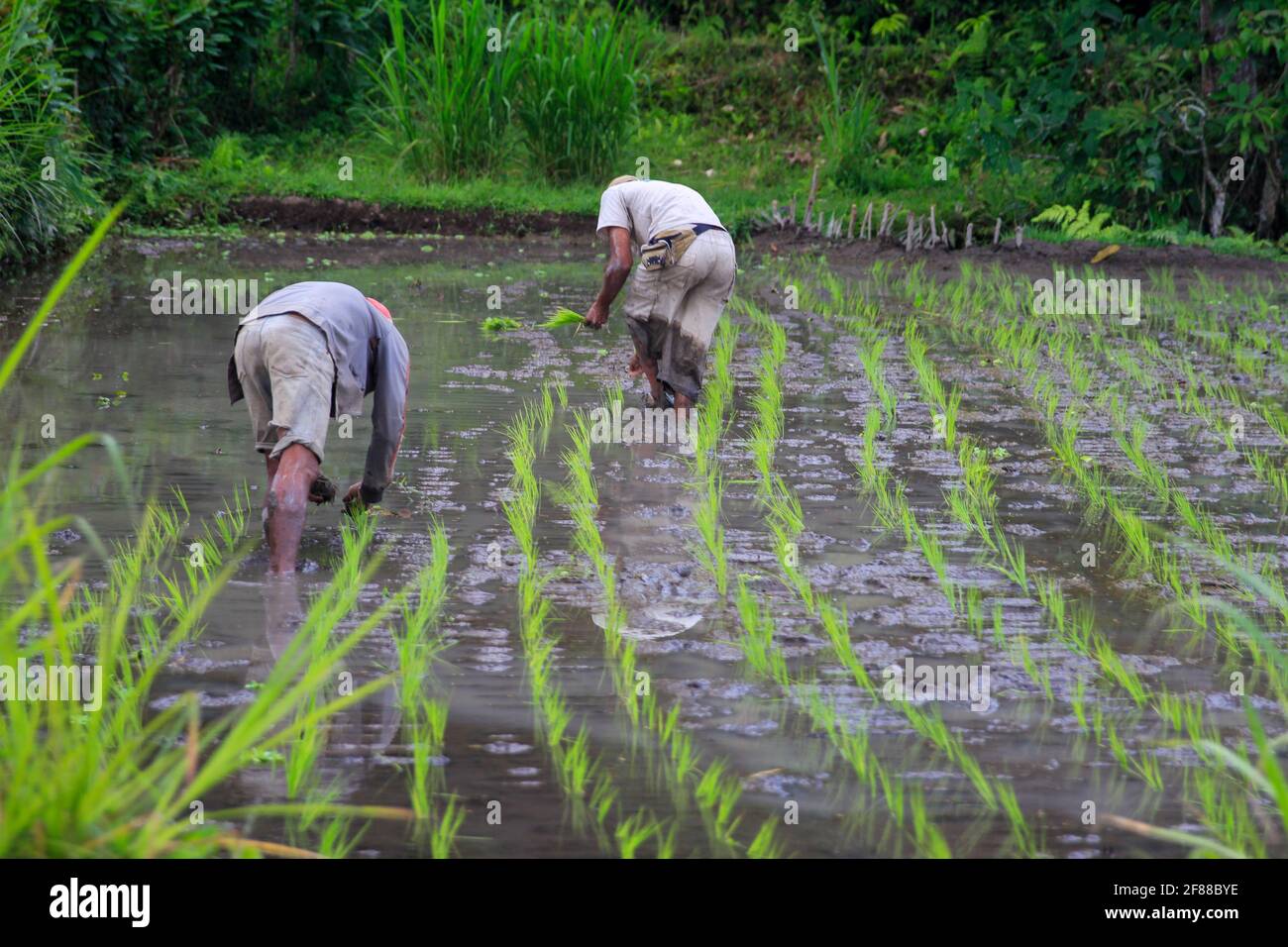 Zwei Männer säen Reis auf dem Feld im ländlichen Bali, Indonesien Stockfoto