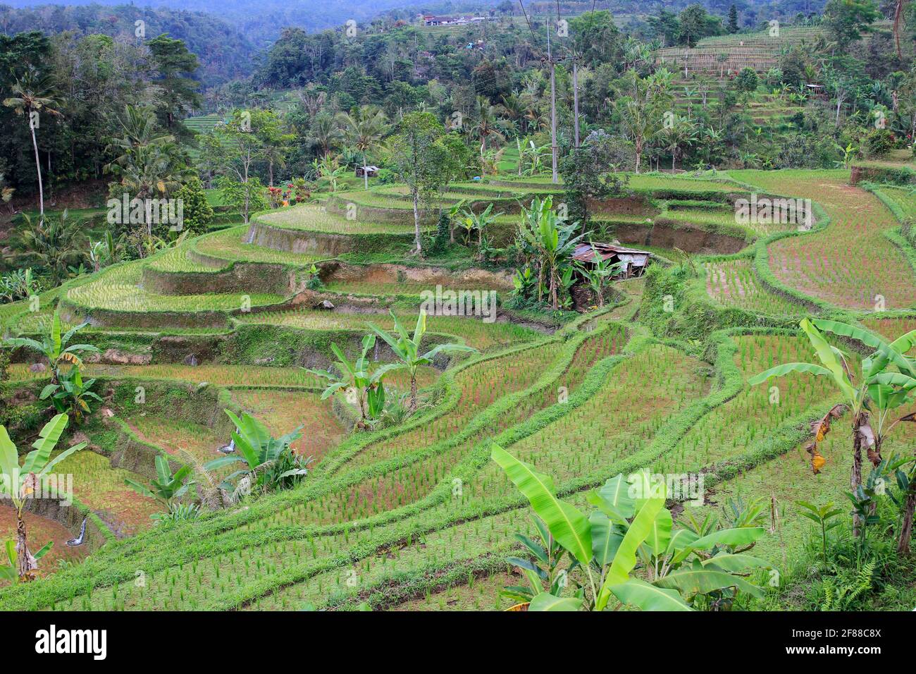 Terrassenförmige Reisfelder im ländlichen Bali, Indonesien Stockfoto