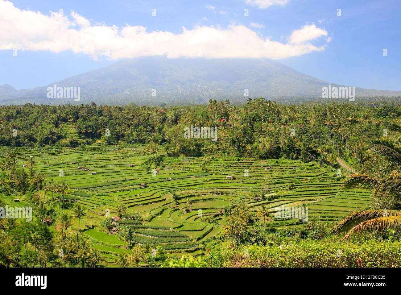 Reisfelder oder Felder von Bali, Indonesien mit blauem Himmel und Vulkan Mount Agung im Hintergrund Stockfoto