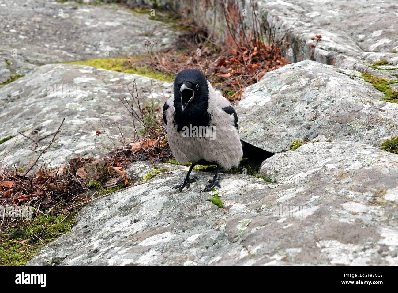 Krähe mit Kapuze, Corvus cornix, erwachsener männlicher Vogel, der auf Felsen kauert und im Frühjahr territoriales Verhalten zeigt. Stockfoto