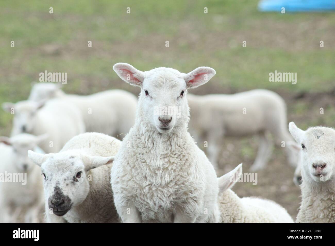 Frühjahr Lämmer Stockfoto