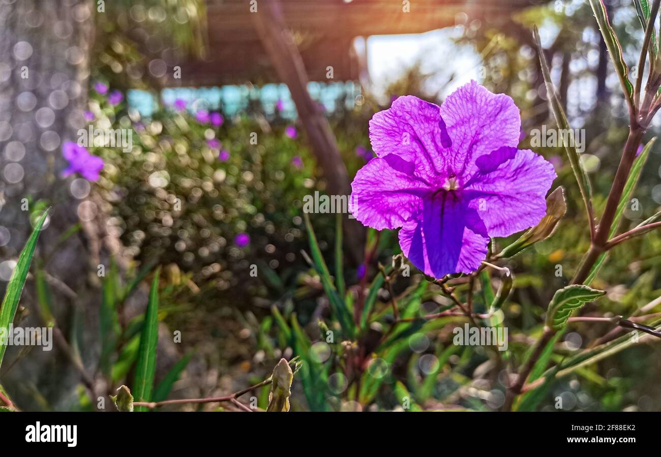 Veilchen Blumen blühen auf verschwommenem Frühlingswiese Hintergrund. Stockfoto