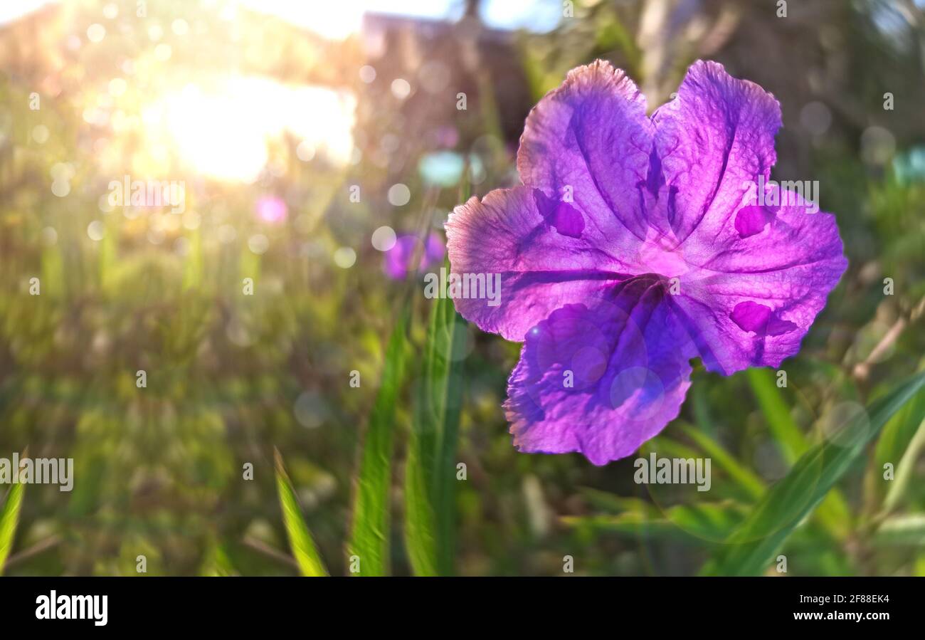 Veilchen Blumen blühen auf verschwommenem Frühlingswiese Hintergrund. Stockfoto