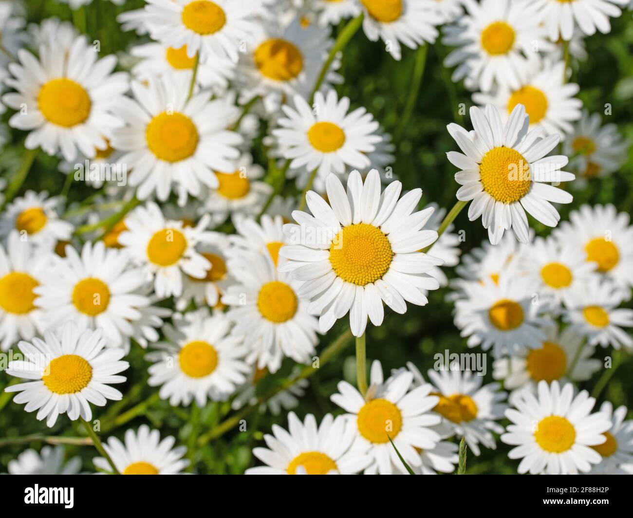 Blühende Marguerite, Leucanthemum, in einer Nahaufnahme Stockfoto