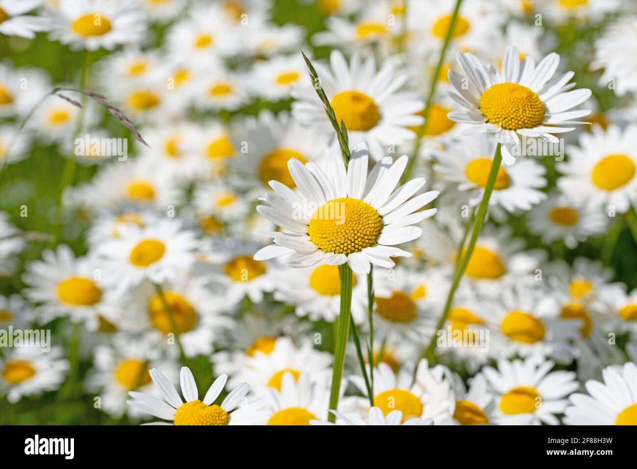 Blühende Marguerite, Leucanthemum, in einer Nahaufnahme Stockfoto