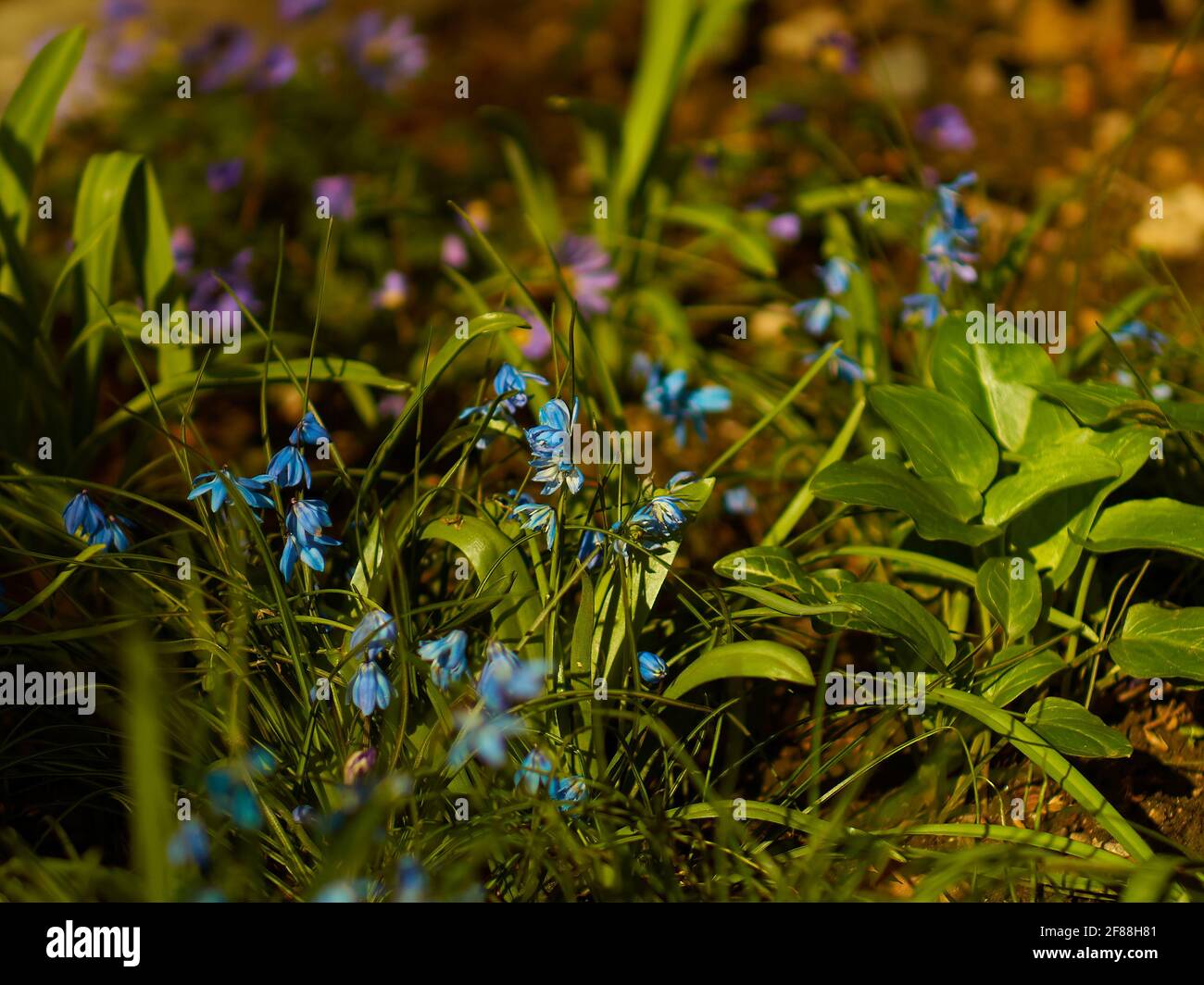 Ein wild aussehender Fleck aus Blauhells und violetten Blumen in warmem, spätnachmittags Frühlingssonne. Stockfoto