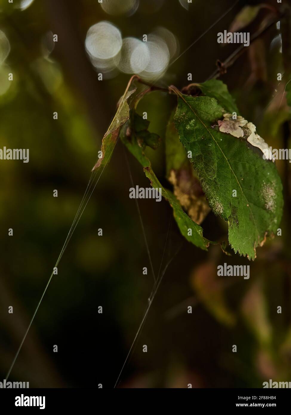 Ruhige, herbstliche Szene einiger Blätter mit aufgehängten Spinnweben vor einem dunkleren Hintergrund von Laub. Stockfoto