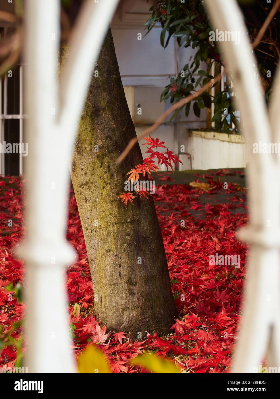 Das leuchtend rote Laub eines acer-Baumes, mit einem neuen Zweig, der aus dem Stamm hervortritt, durch kunstvolle Eisenarbeiten gesehen. Stockfoto