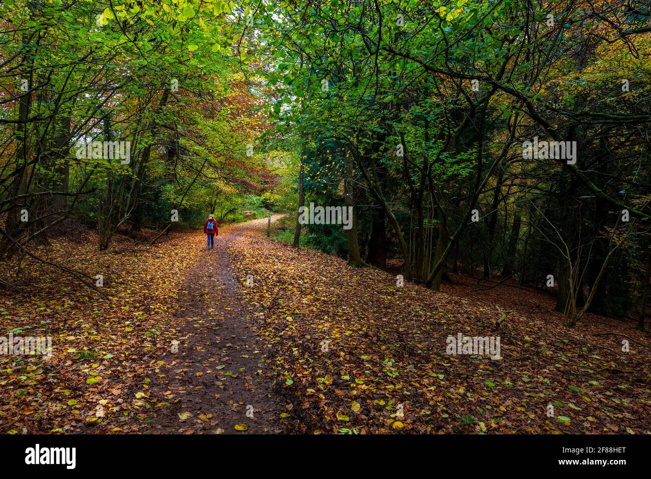 Ein Weg durch den Herbstwald bei Symonds Yat im Forest of Dean, Herefordshire, England Stockfoto