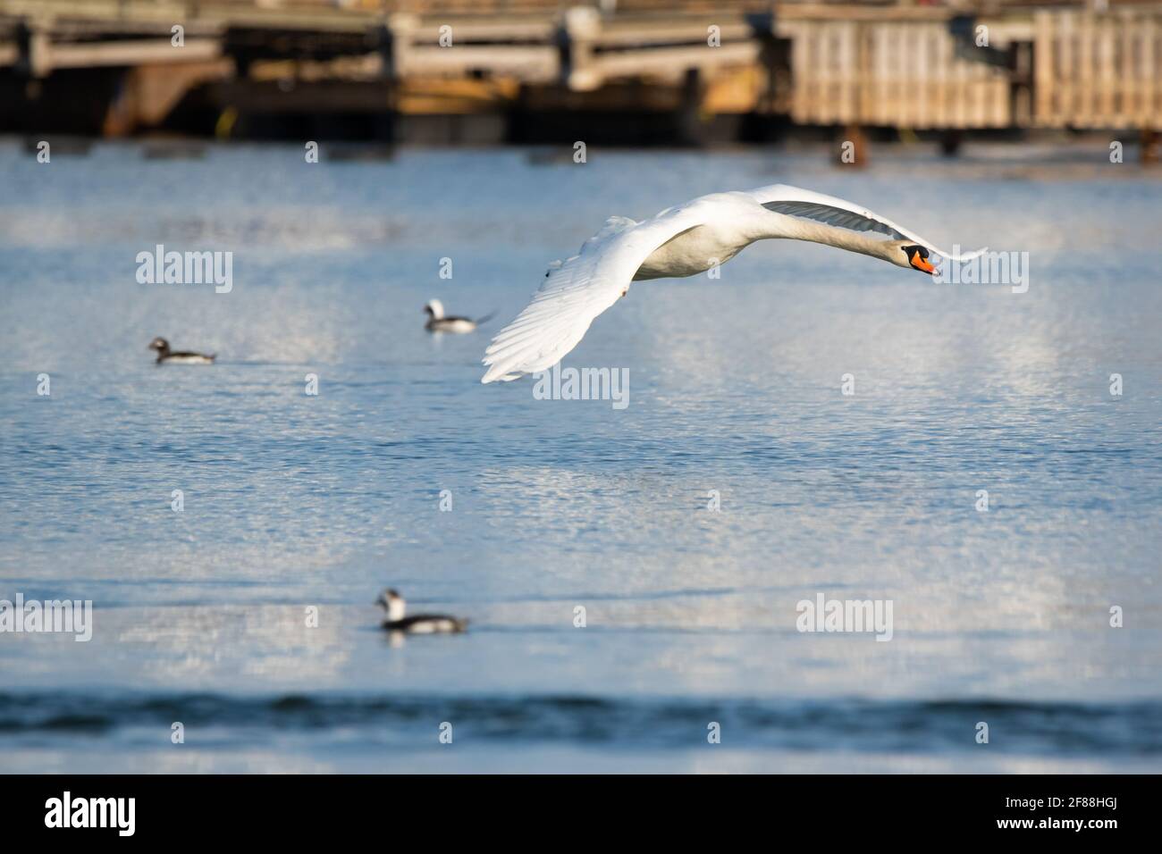 Im Ashbridges Bay Park in Toronto fliegt ein stummer Schwan an einer Schar langschwänziger Enten vorbei. Stockfoto