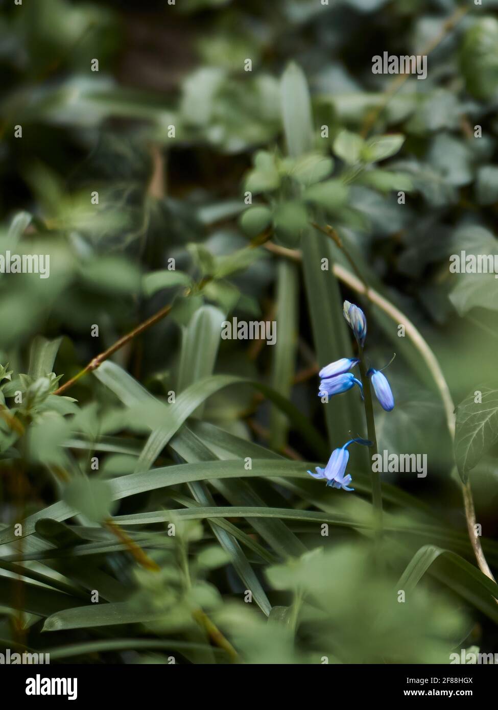 Nahaufnahme von Bluebell-Blüten, die aus ihren Knospen hervorgehen, vor einem grünen Hintergrund defokussierten Unterwuchses. Stockfoto
