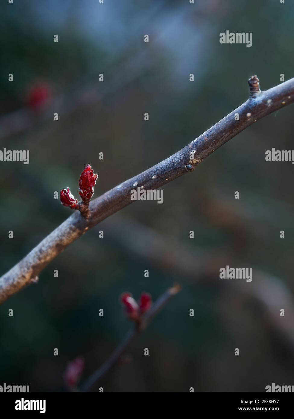 Ein Kirschbaum-Zweig mit zwei kleinen, tiefroten Knospen, die durchplatzen, wenn der Baum wieder zum Leben erwacht. Ein weiterer Zweig dahinter scheint den ersten zu spiegeln. Stockfoto