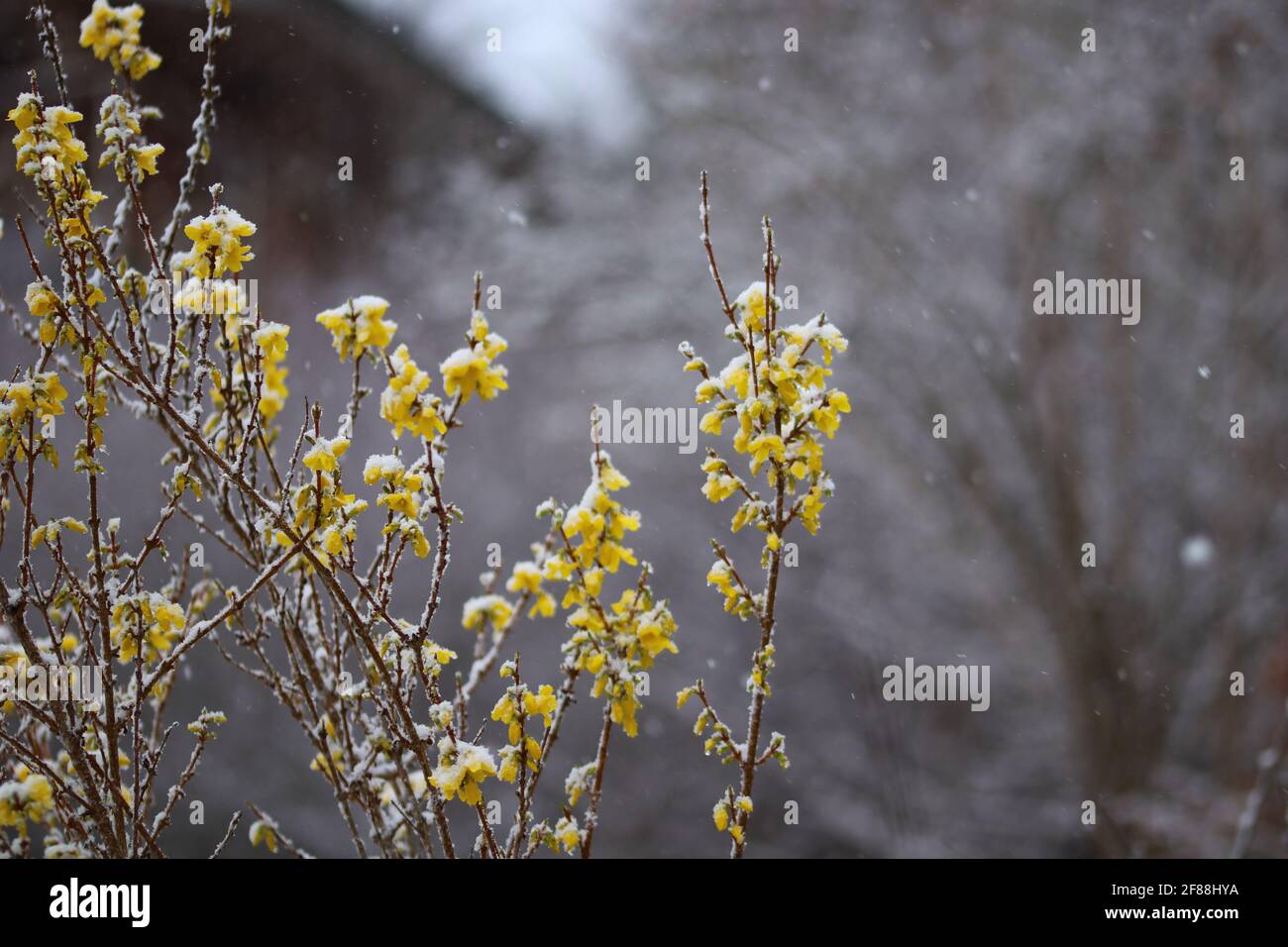 Blühende Forsythia Pflanzen im Schnee Stockfoto