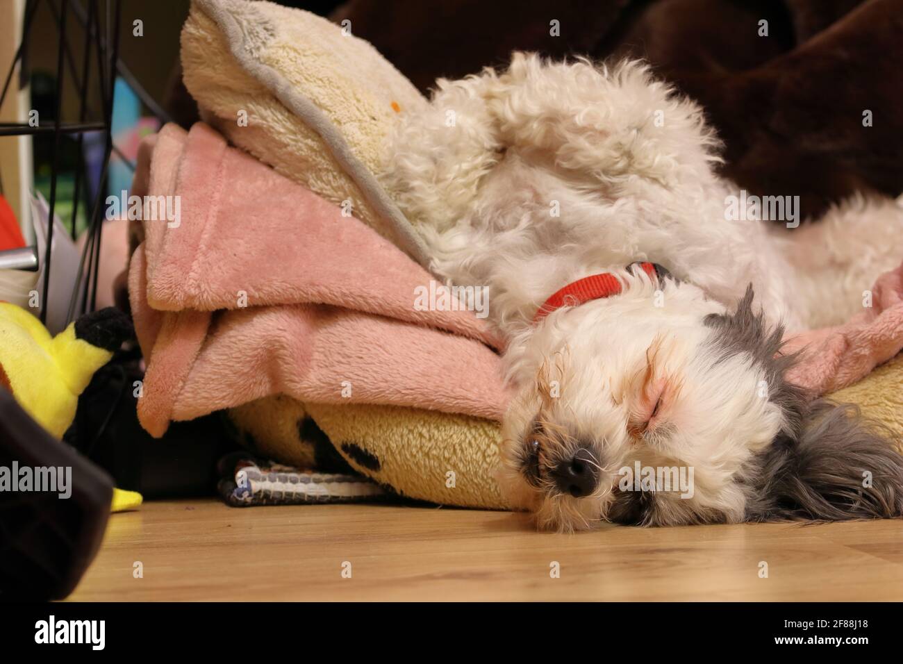 Nahaufnahme eines netten Hundes Stockfoto