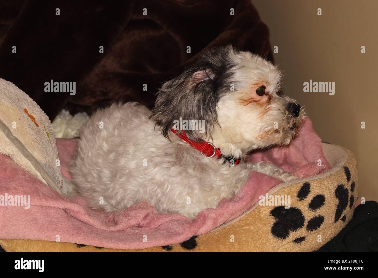 Nahaufnahme eines netten Hundes Stockfoto
