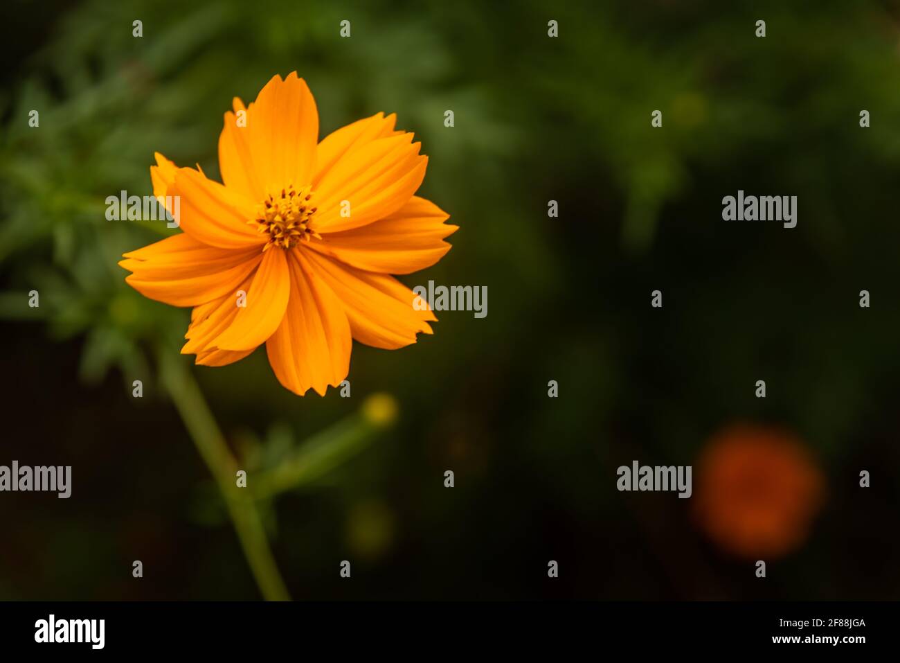 Gelbe Blume Stockfoto