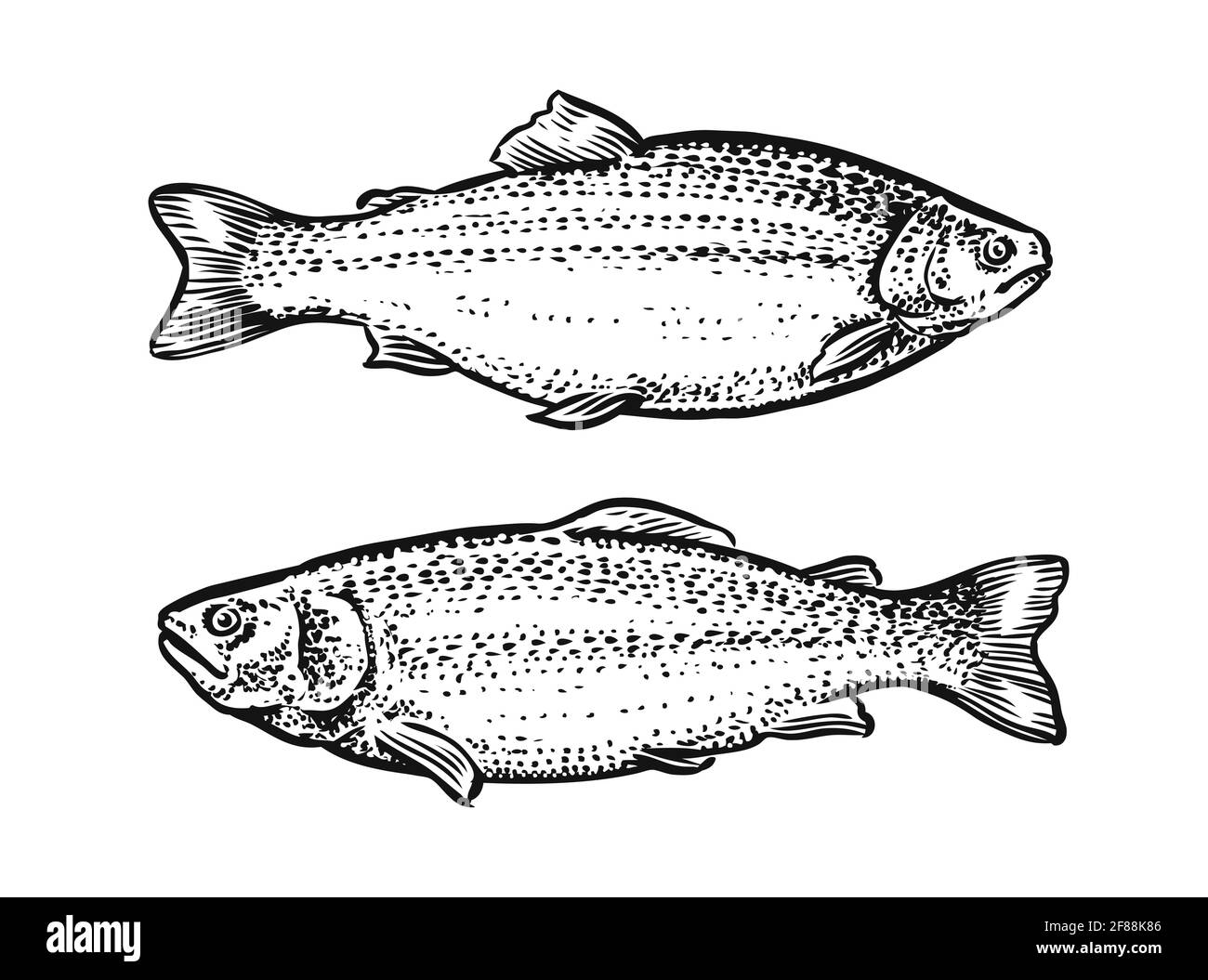 Skizze des Fisches. Handgezeichnete Vektordarstellung von Forellen, Lachs isoliert auf weißem Hintergrund Stock Vektor