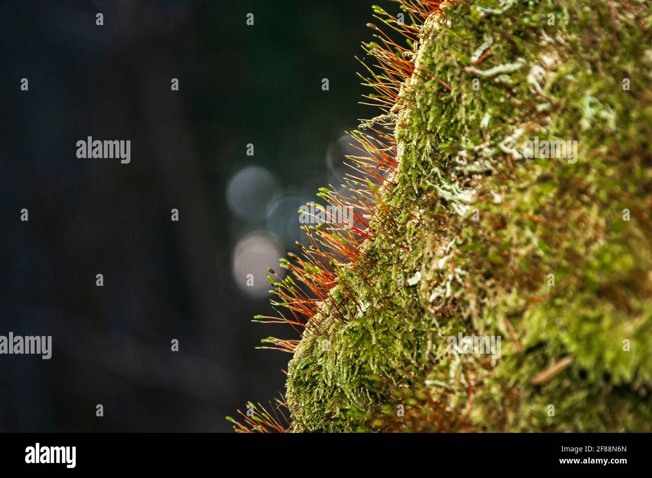 Ein 3-Schuss-Makro-HDR-Bild von roten Moosstielen mit grünem Sporophyt im Galloway Forest, Schottland. 22. September 2012 Stockfoto
