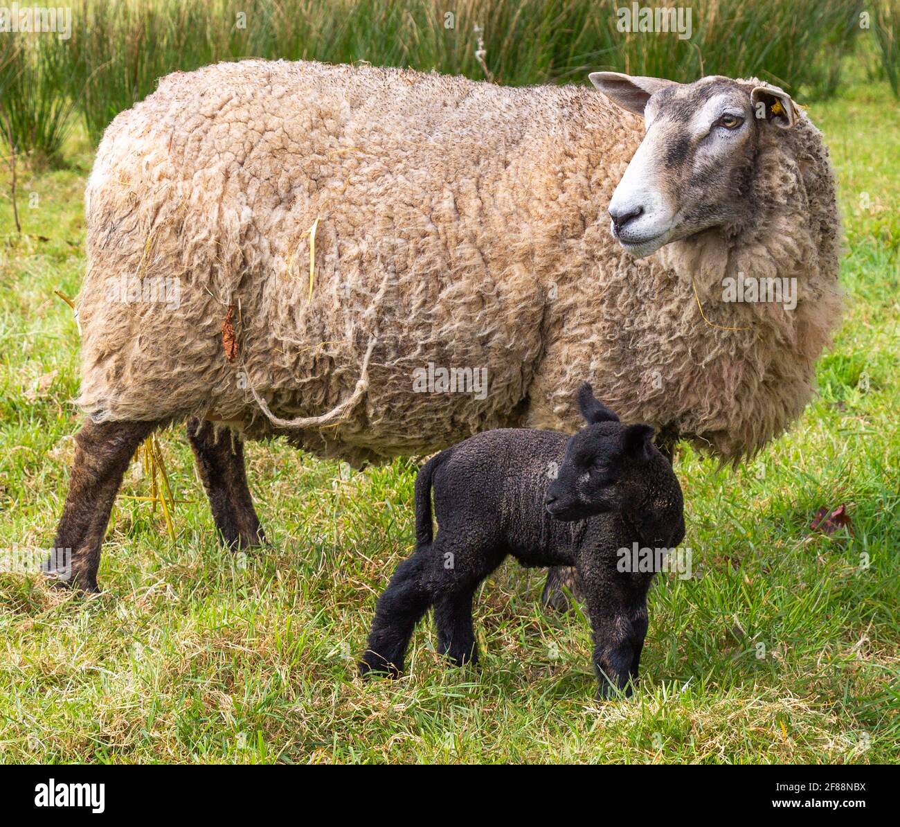 Suffolk Cross Ewe Ovis aries mit tagalten schwarzen Lämmern Stockfoto