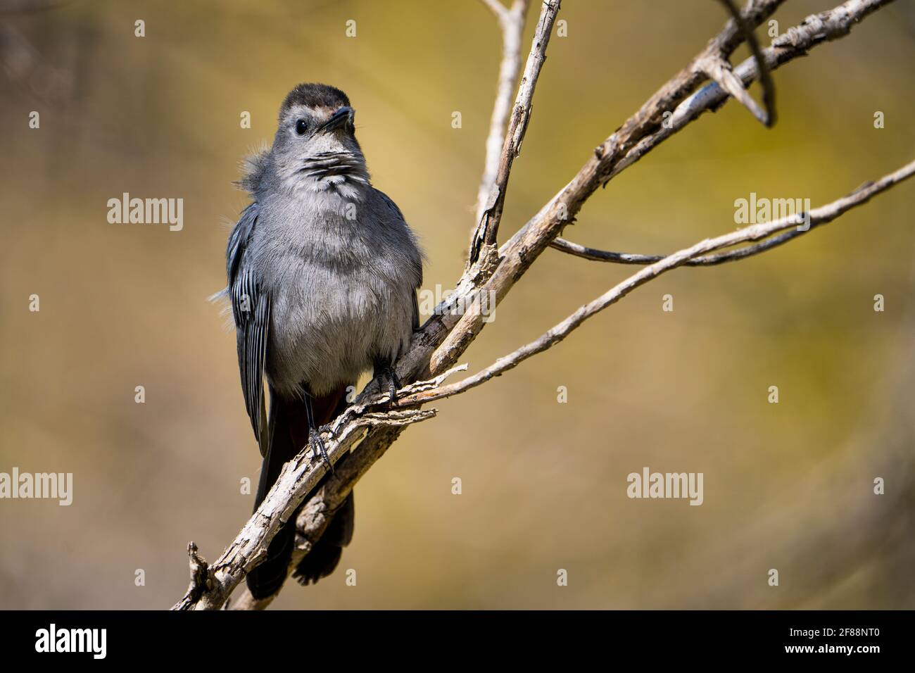 Sitzend grauer Catbird, dessen Ruf einer Katze ähnelt. Stockfoto