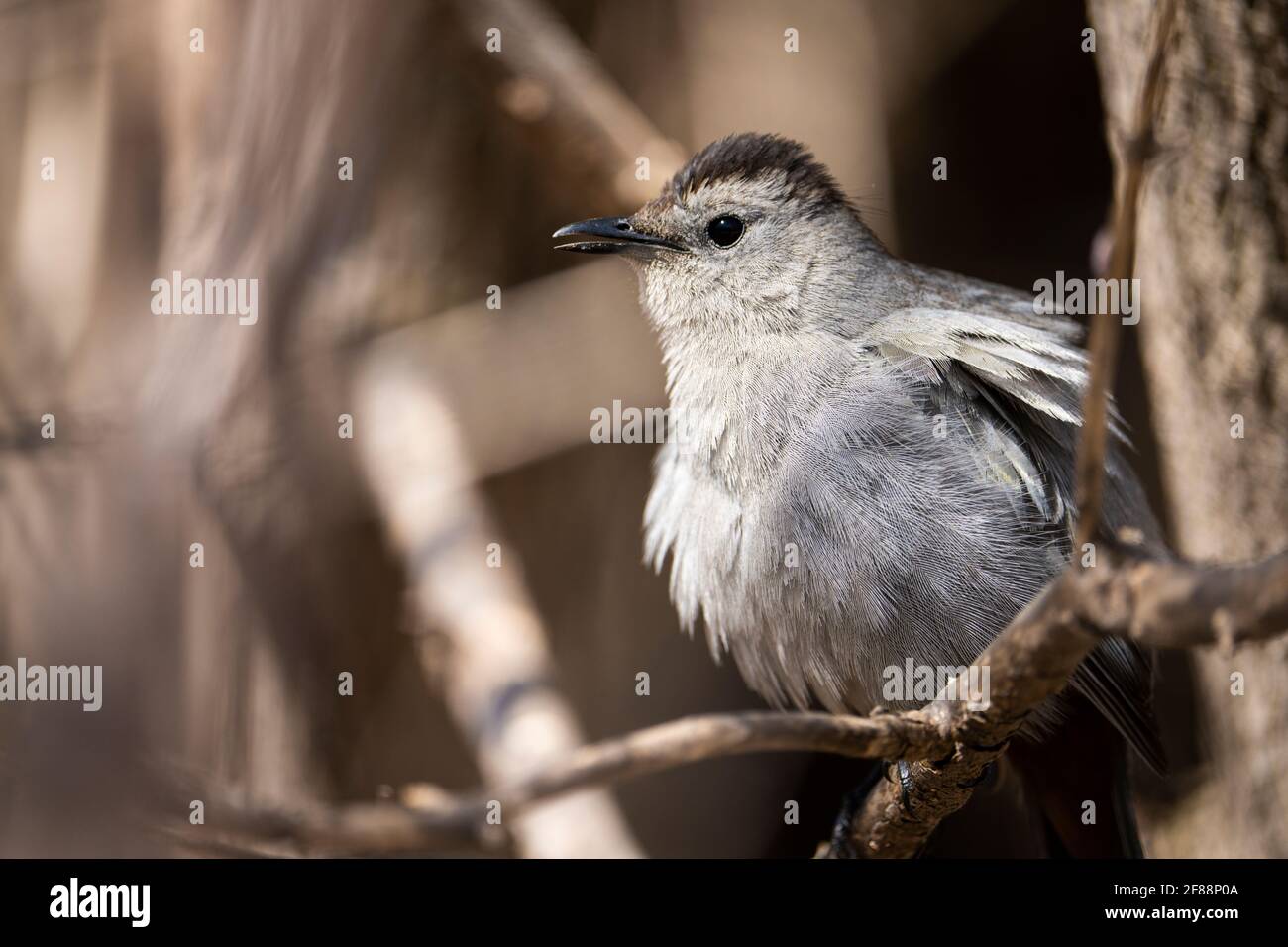 Sitzend grauer Catbird, dessen Ruf einer Katze ähnelt. Stockfoto