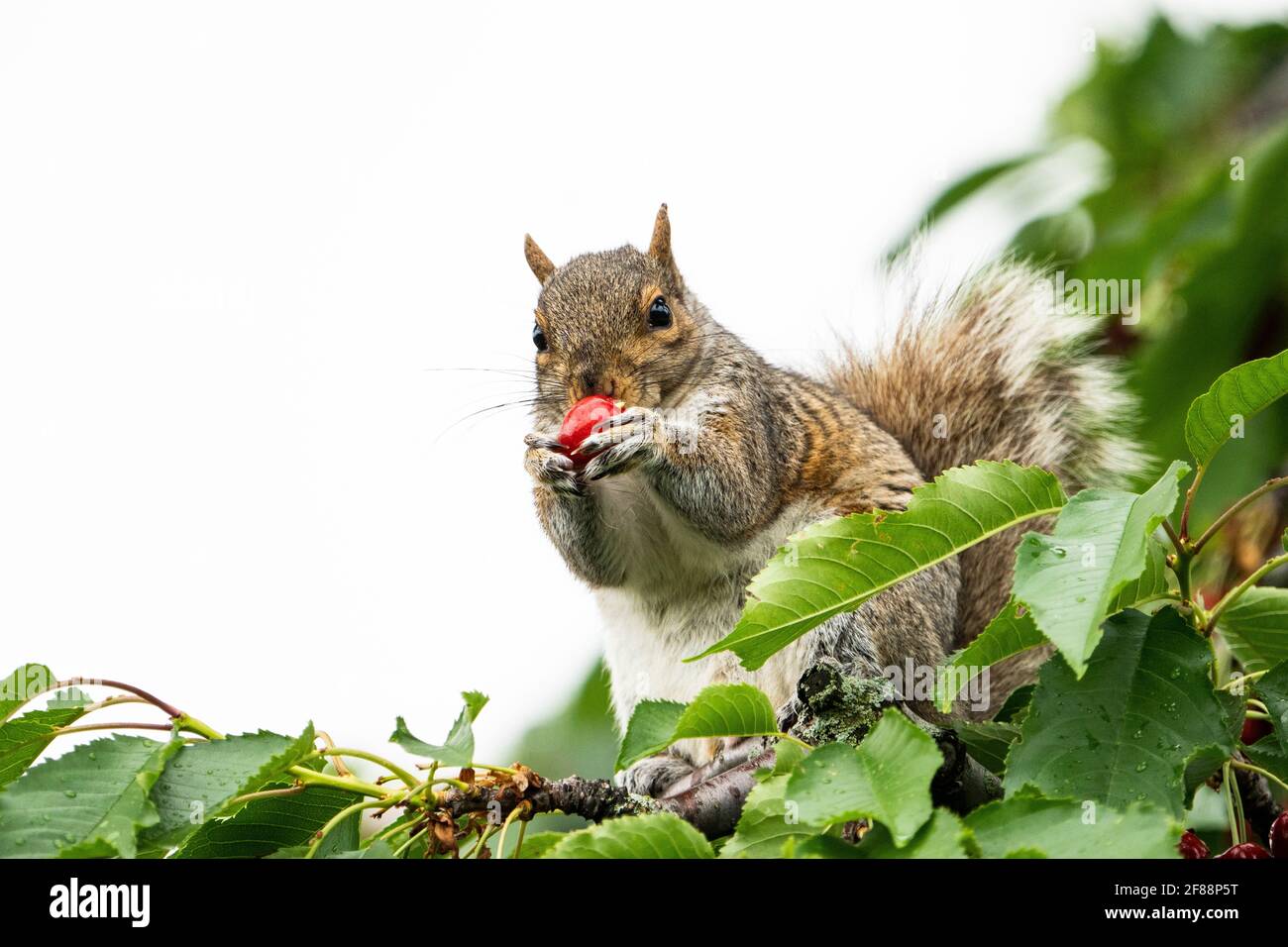 Eichhörnchen essen zerrissene Kirschen im Garten im Hinterhof. Stockfoto