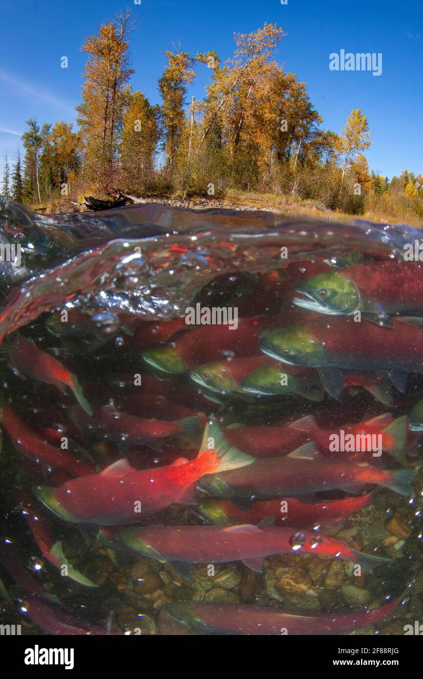 Sockeye Salmon Run Adams River, British Columbia, Kanada Stockfoto